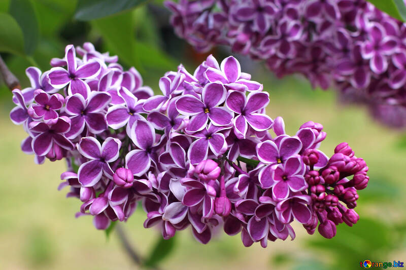 Lilac flowers with light contour №37405