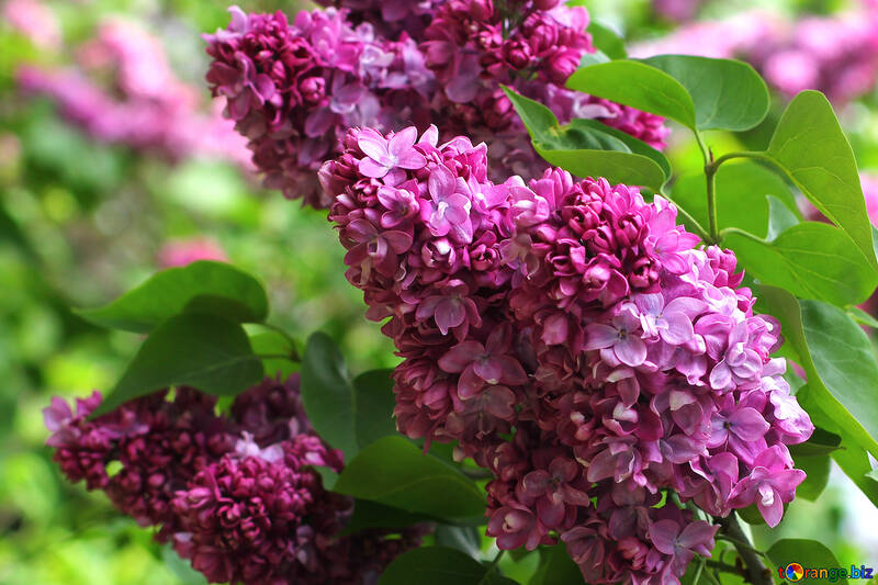 Largely Lilac  №37583