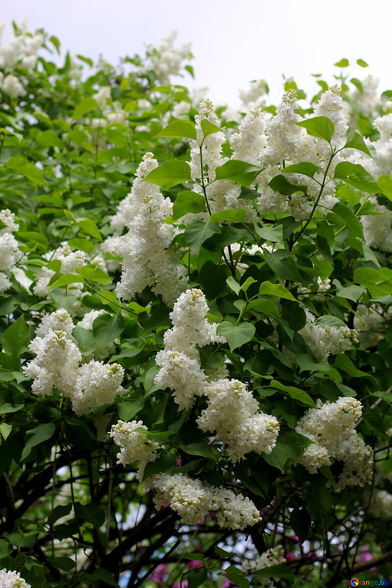 Blanco flores Lila №37572