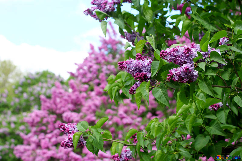 The lilac garden №37566