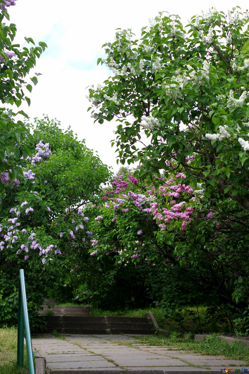 Treppenhaus im Stadtgarten mit lila Büschen №37417