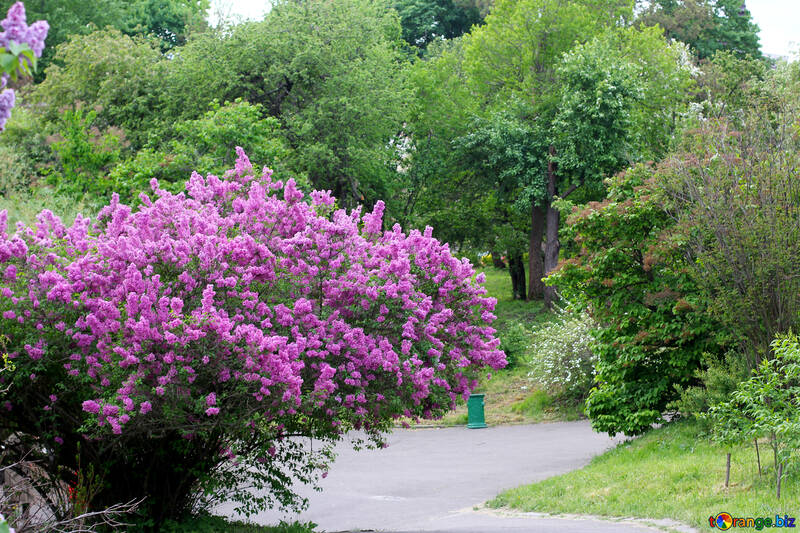 A faixa entre os arbustos de lilás №37411