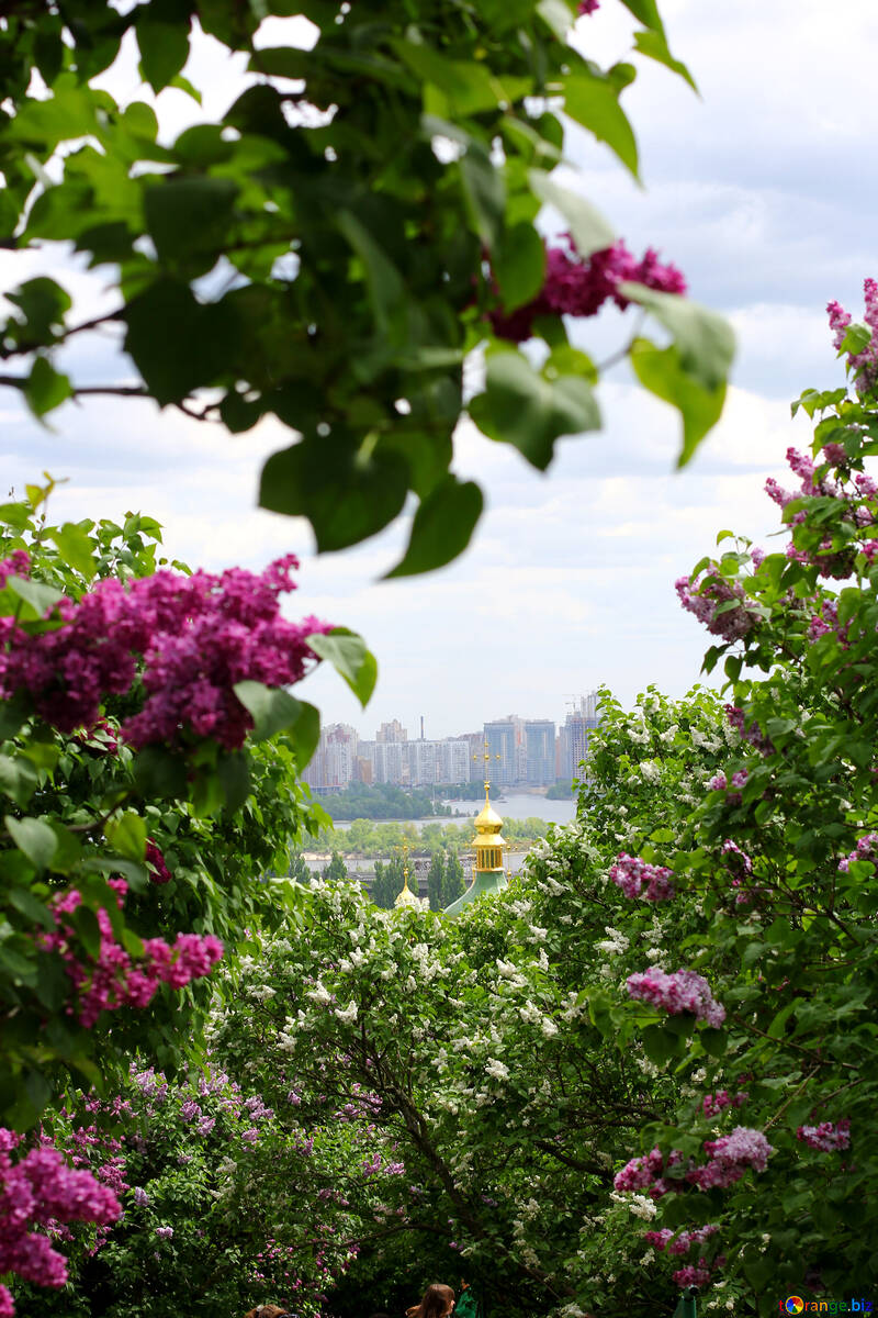 Lilacs in the town №37490