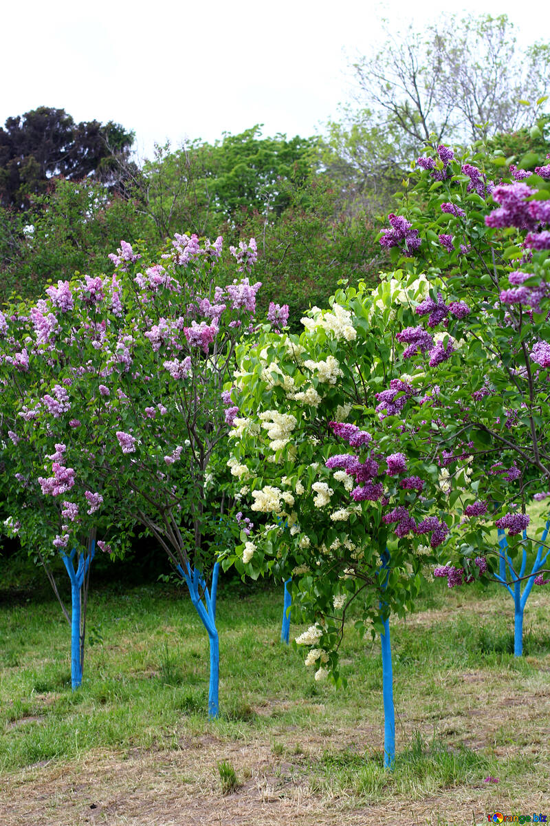Buissons de lilas usiné dans la masse №37413