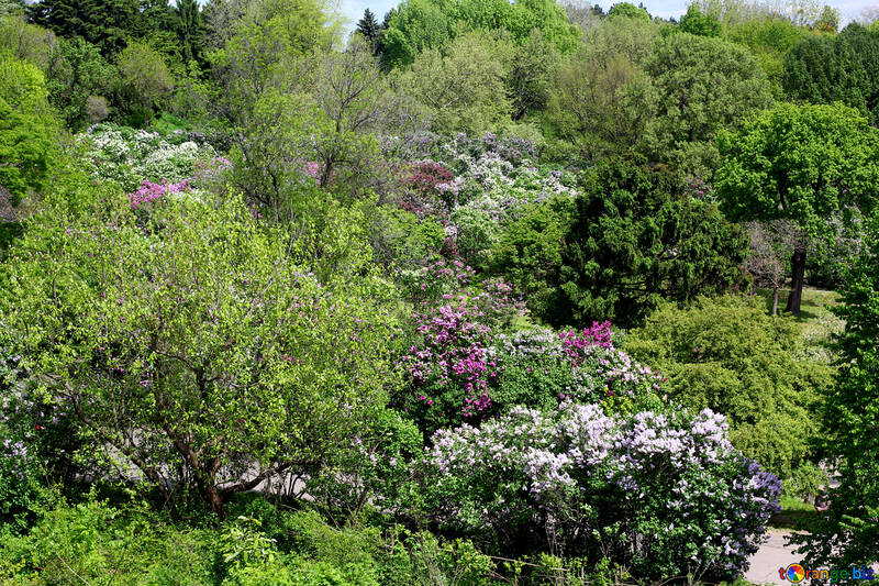 Arbustos lilás no parque №37640