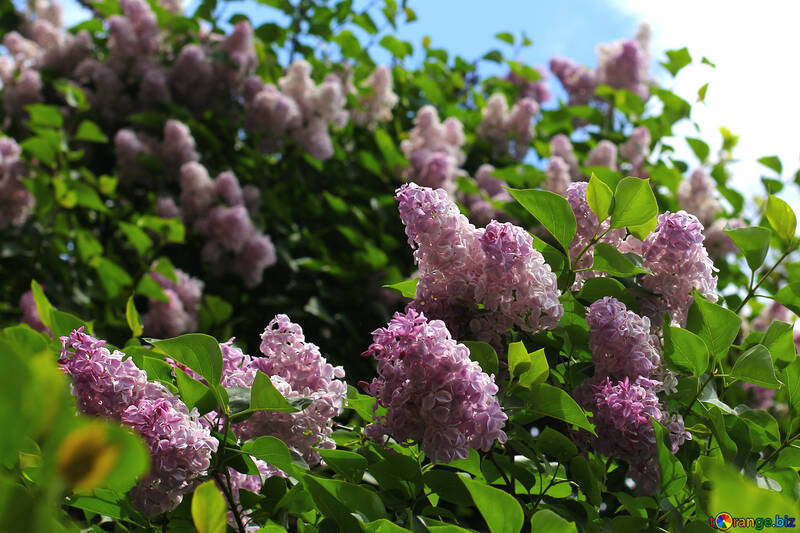 Delicate lilac bushes №37523