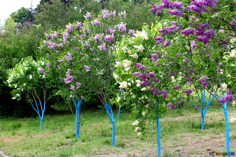 Une variété de lilas №37412