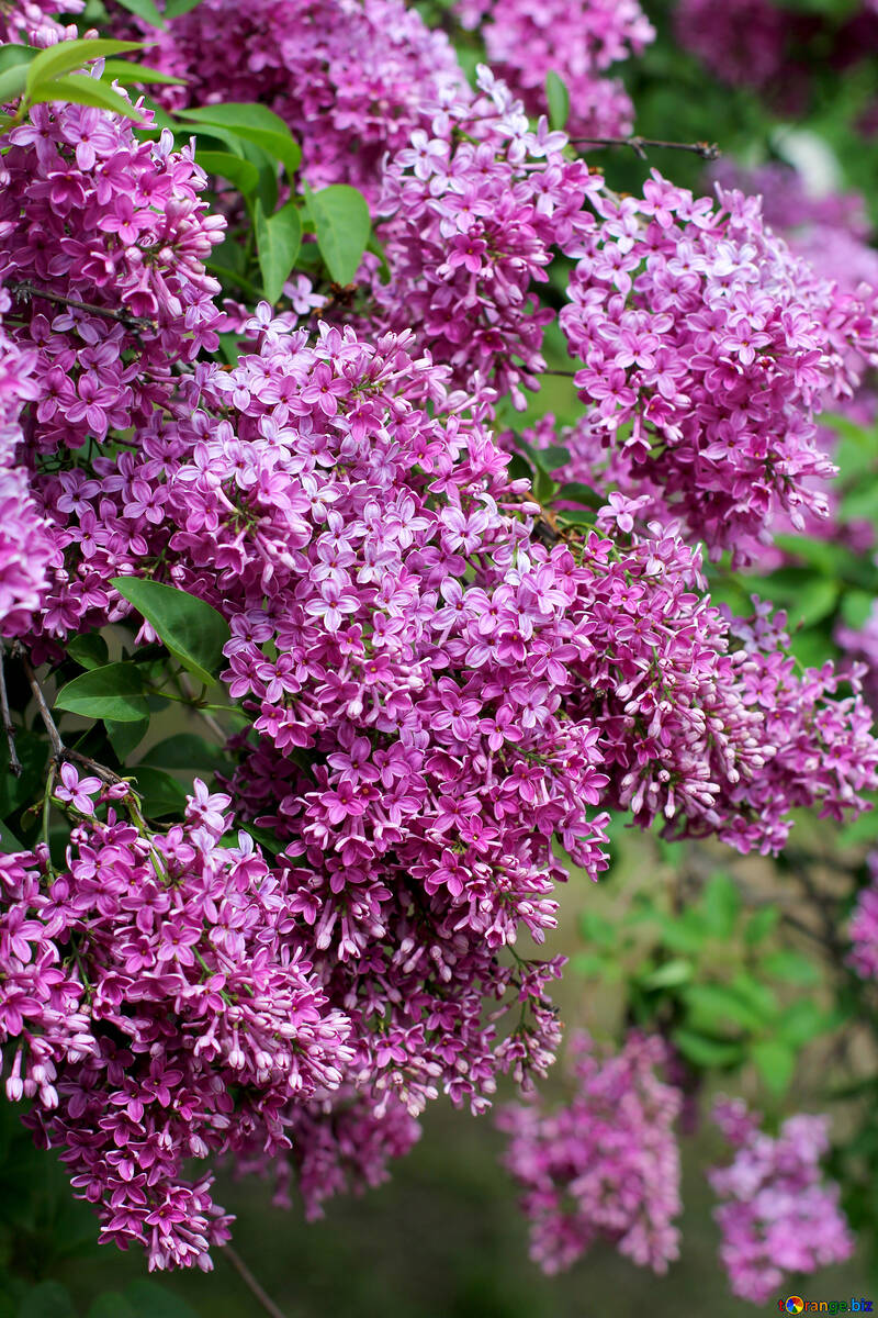 Many colors of lilac №37531