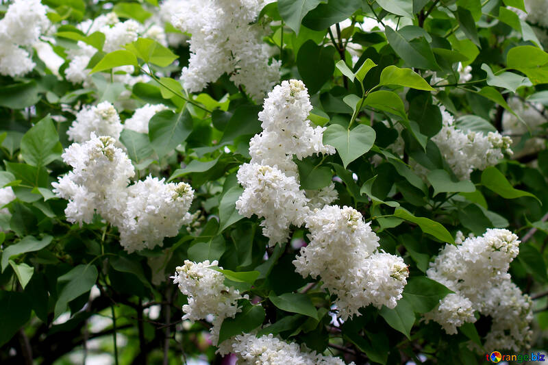 Weiß lila Büschen №37573