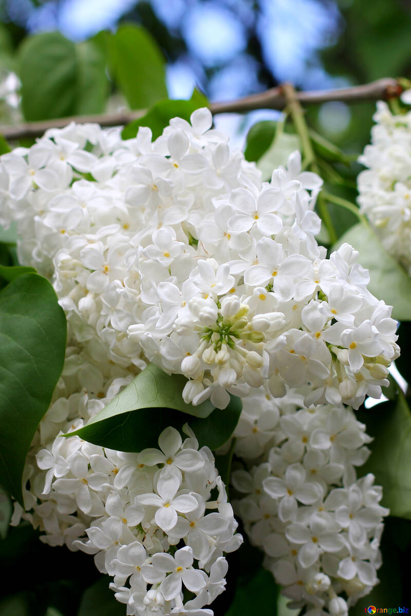 White lilac flower №37397