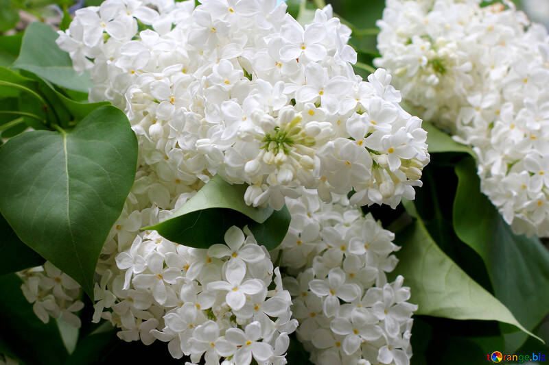 Flores lilas blancas №37398