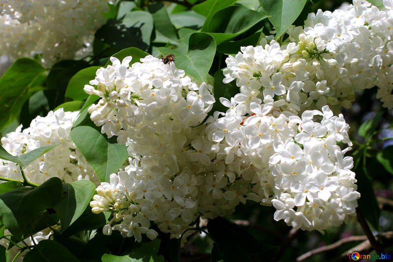 Lilas blancas esponjosas №37515