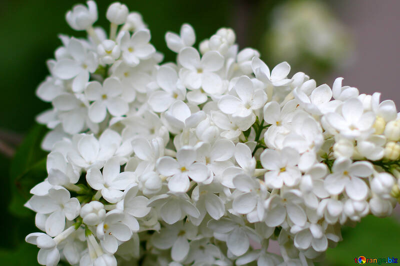 Large white lilac №37577