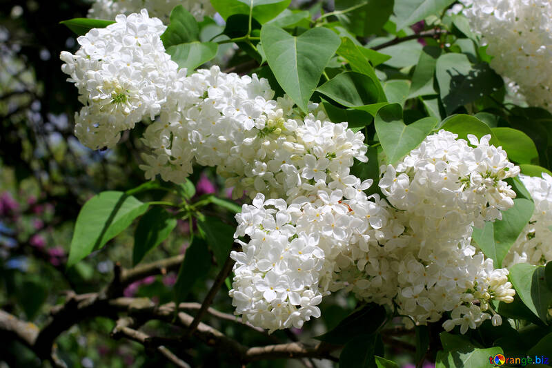 Terry White lilac №37514