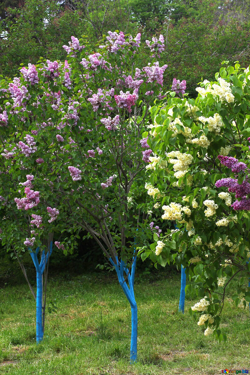 Varieties of lilacs №37414