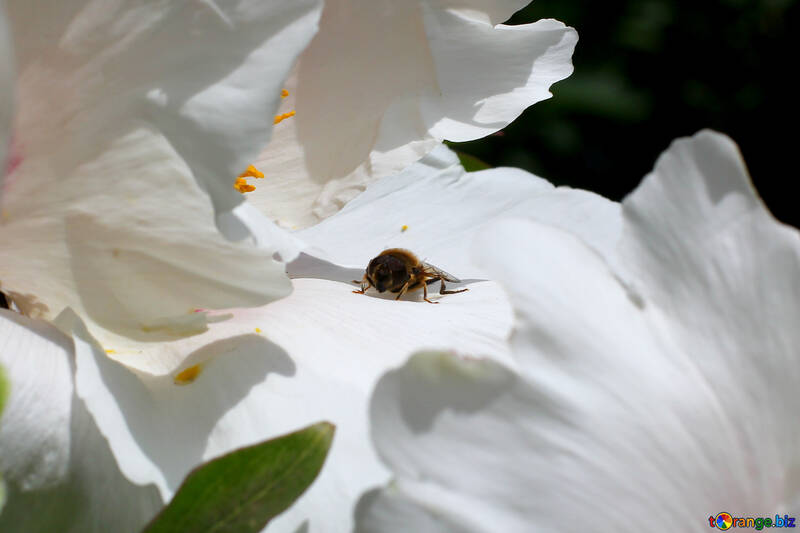 Bee on flower petals №37521