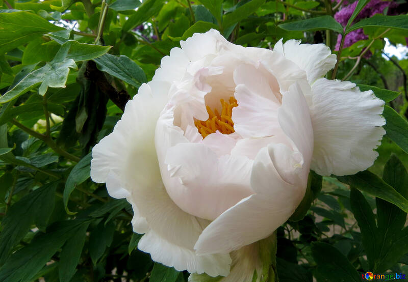Flor blanca grande №37337