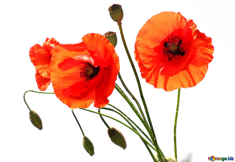 Bouquet of poppies without background №37135