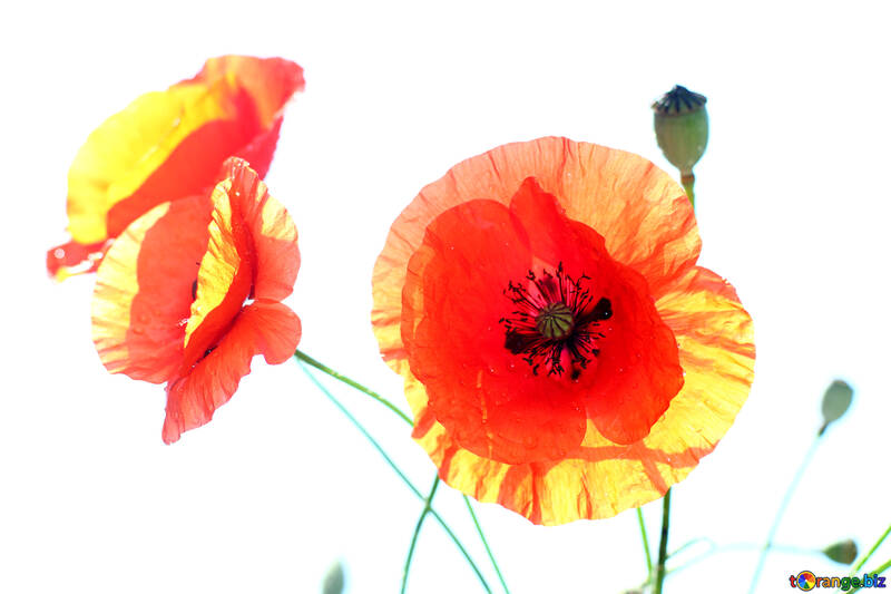 White background with poppies №37091