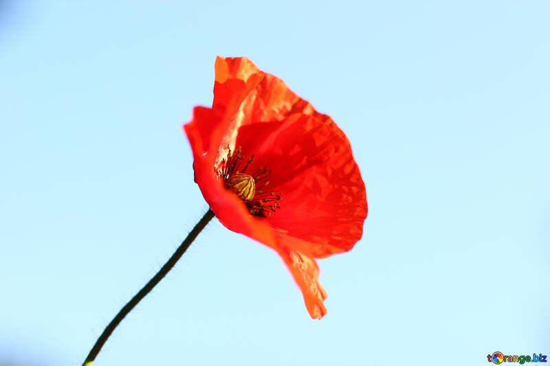 Red poppy flower on blue background №37038