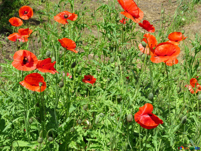 Poppy cultivation №37007