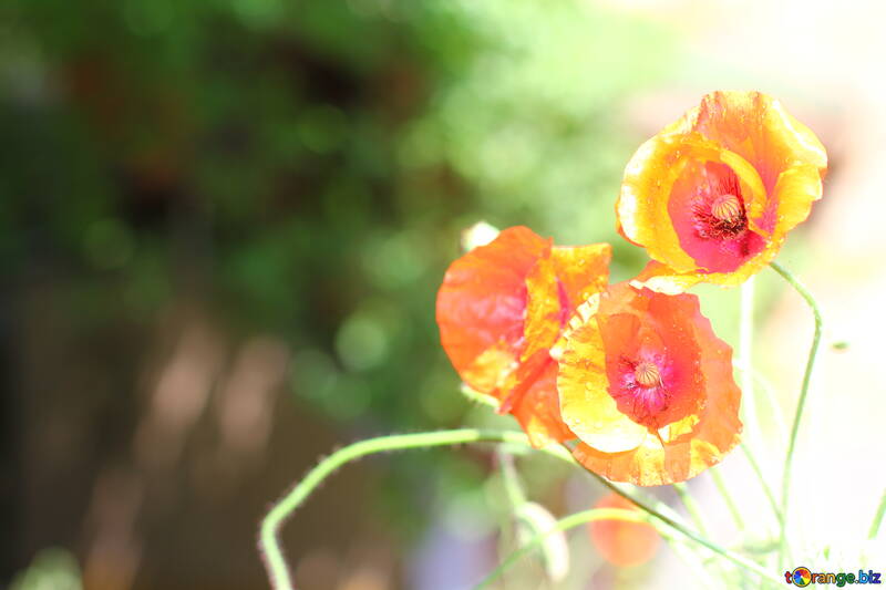 Bright poppy flowers №37105