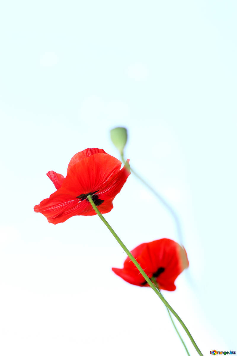 Poppy flowers with no background №37149