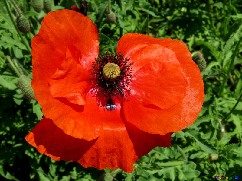Red poppy flower №37020