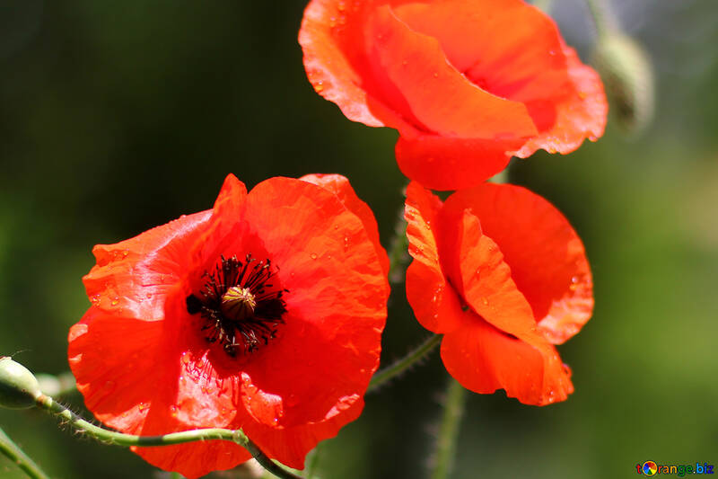 Flores de amapola rojas №37100