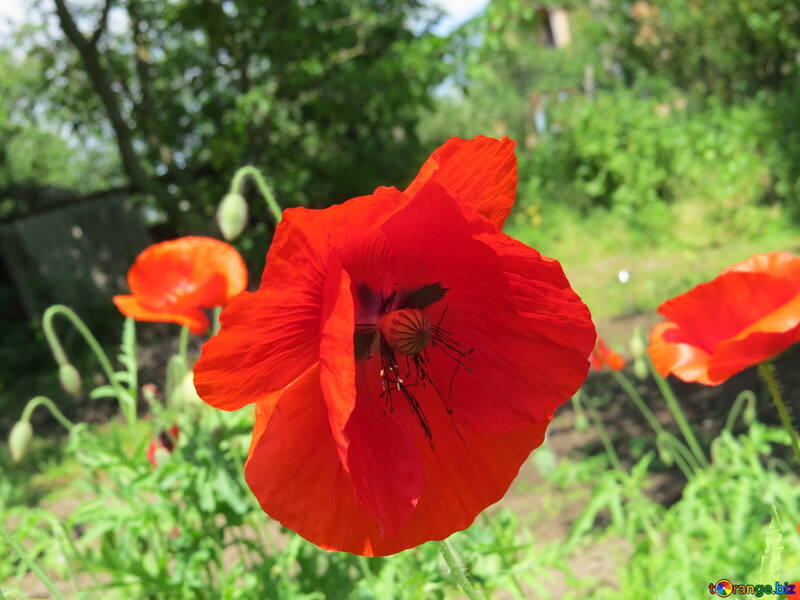 Poppy growing in the country №37023