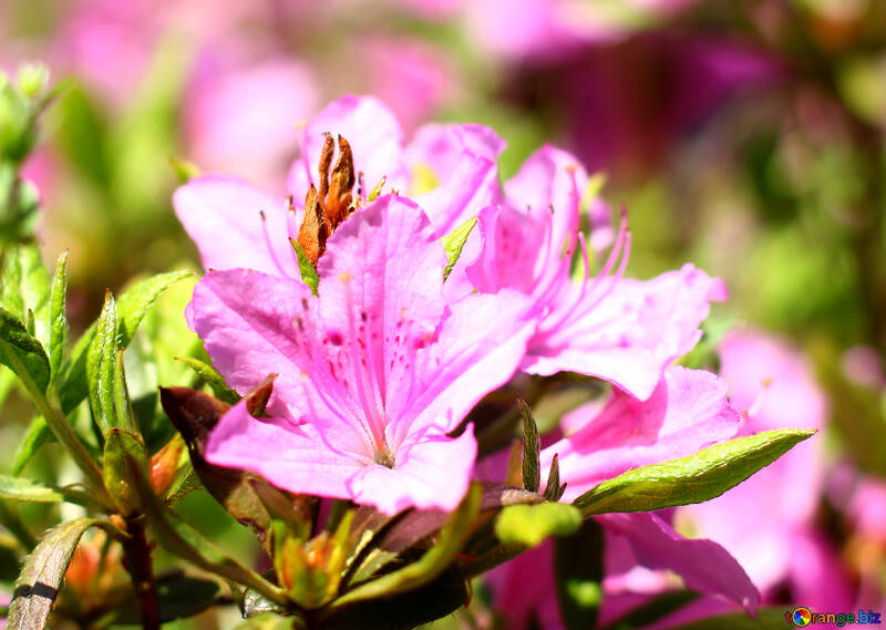 Rhododendron №37712
