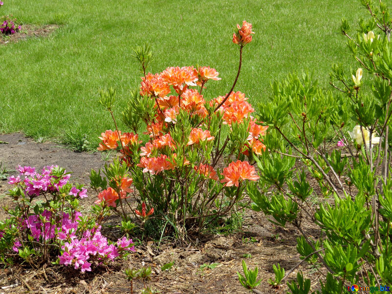 Rhododendron-Büschen №37348