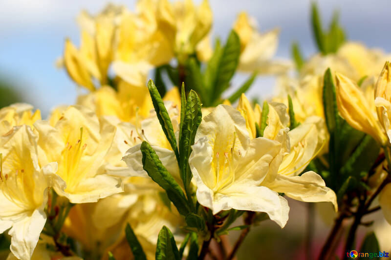 Rododendro giallo №37710