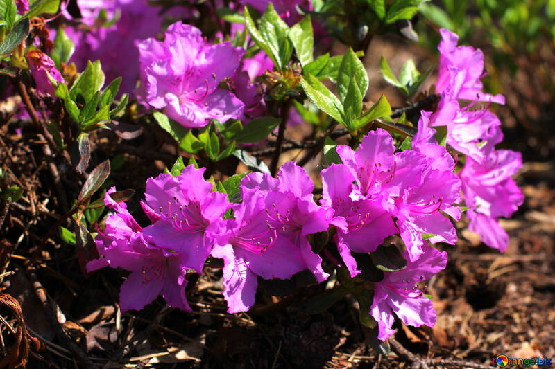 Rhododendron de fleur de printemps №37720