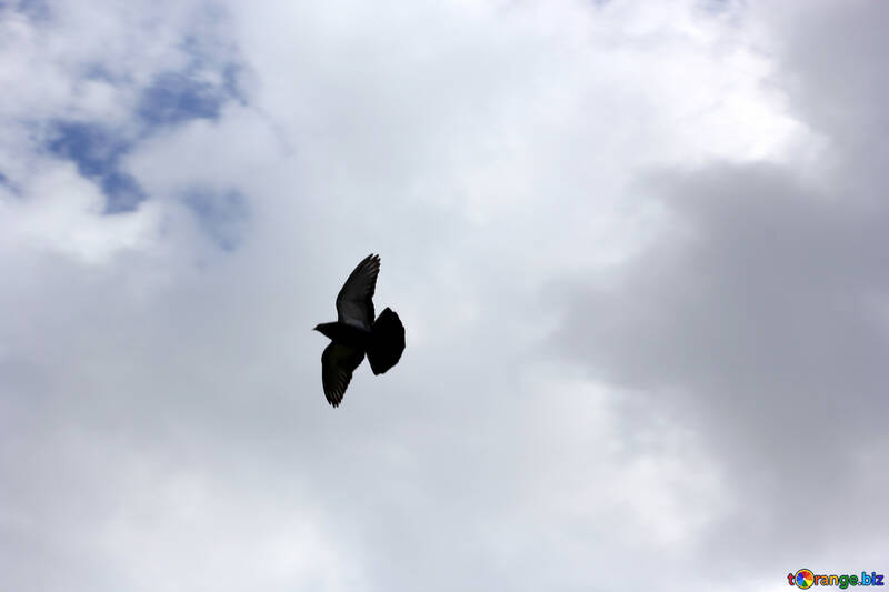 Flying dove №37366