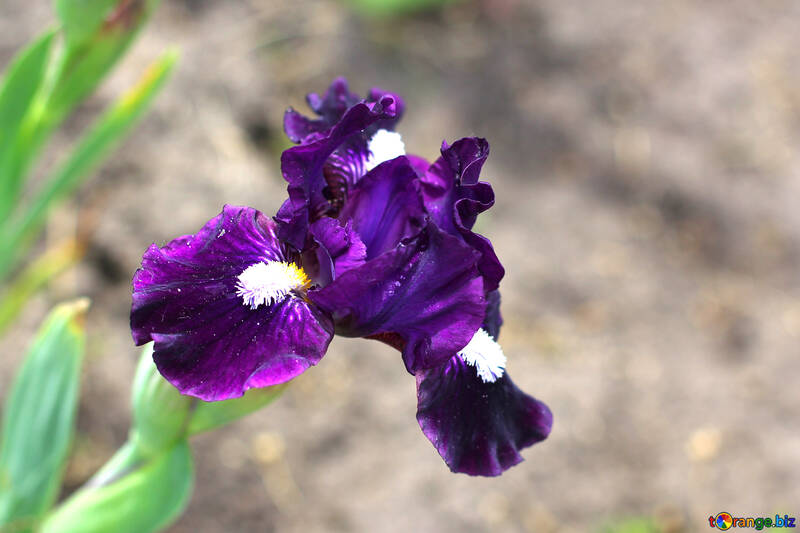 Blühende iris №37688