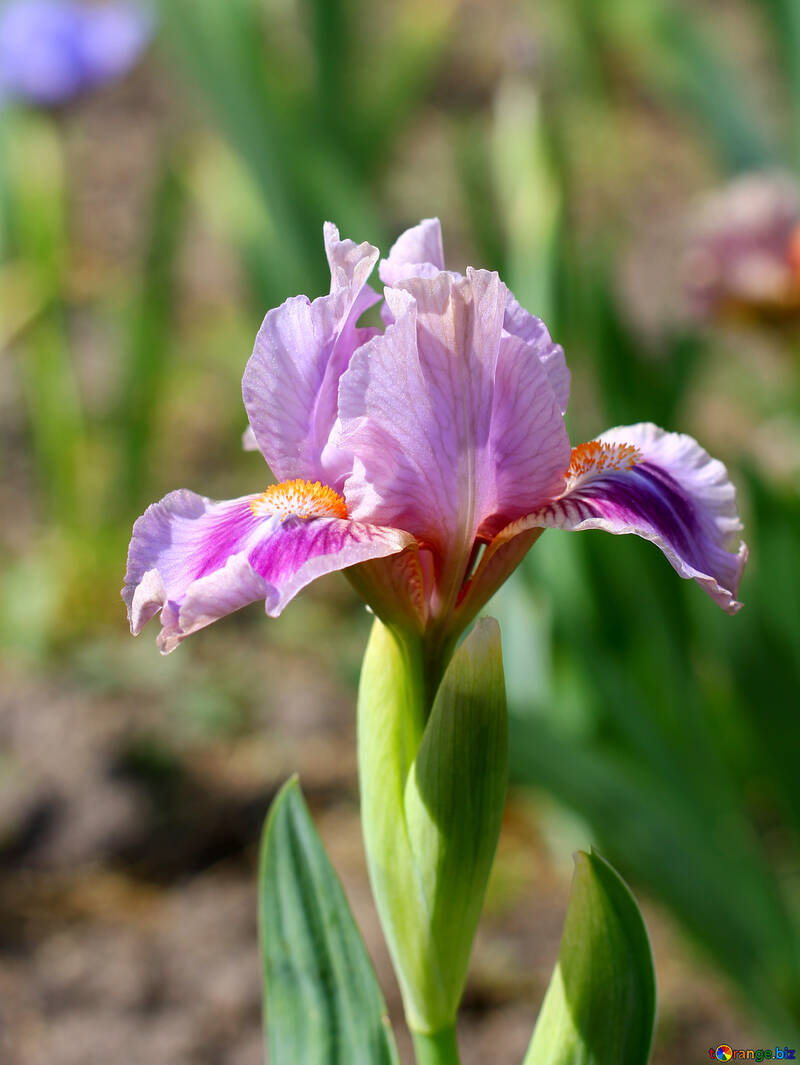 Flor de iris №37693