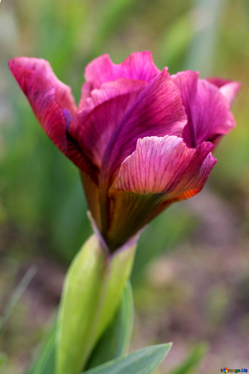 Flower of iris disbands №37686
