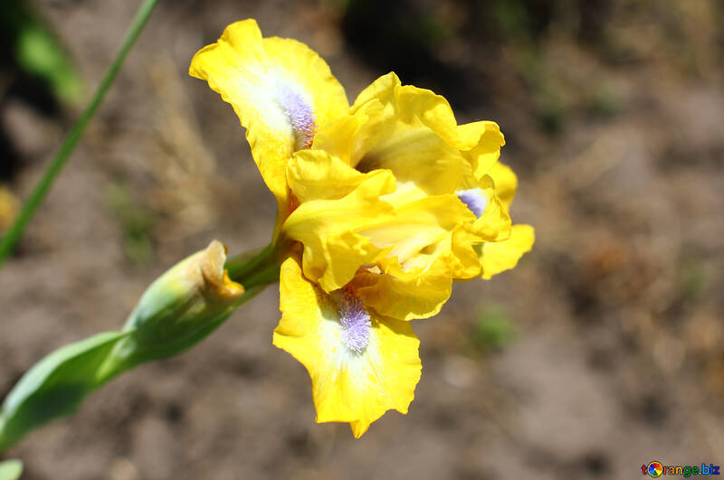 Jardin d`iris de fleur printemps №37694