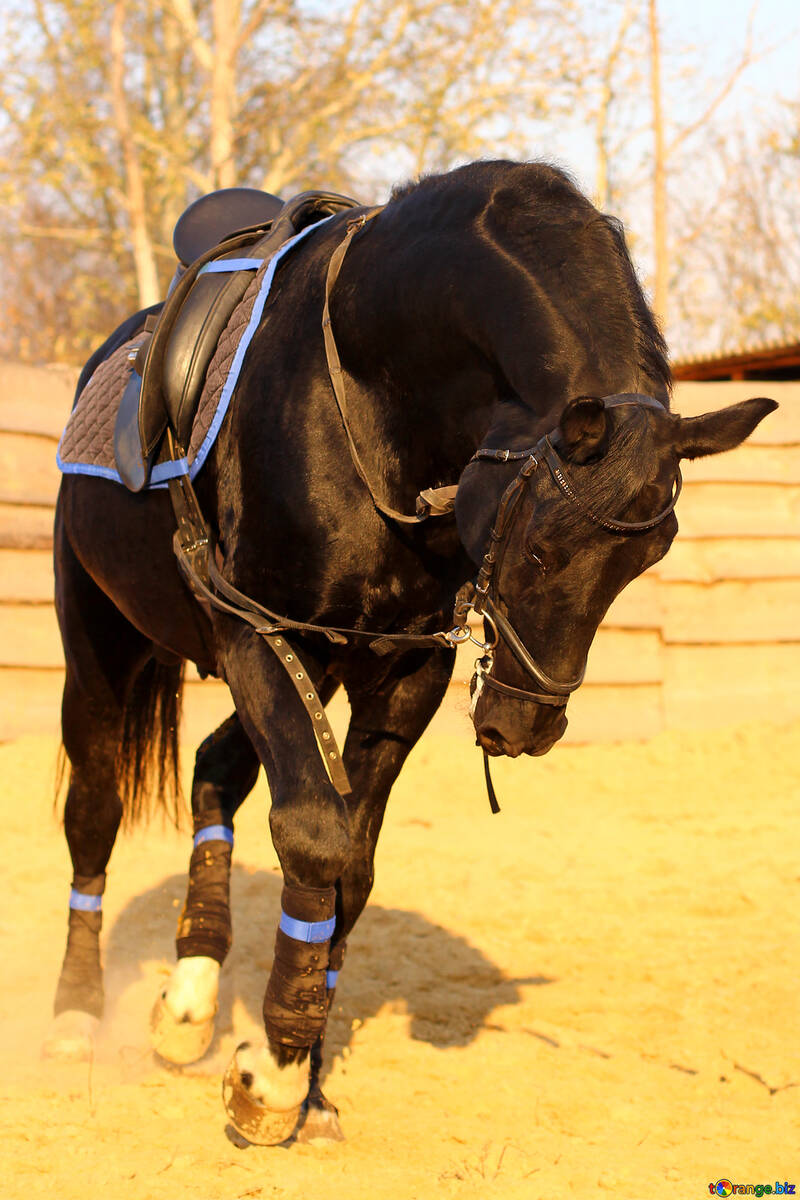 Training horse №37234
