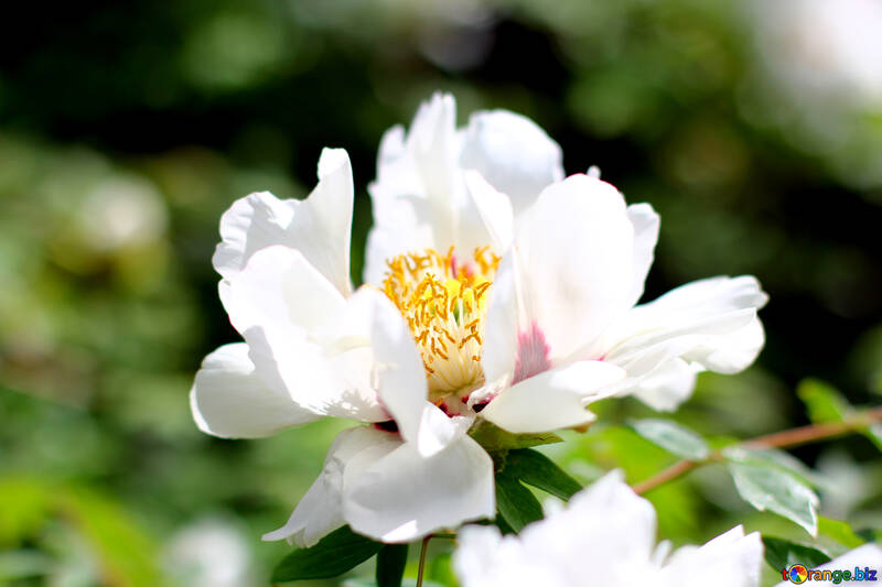 Peony tree №37642