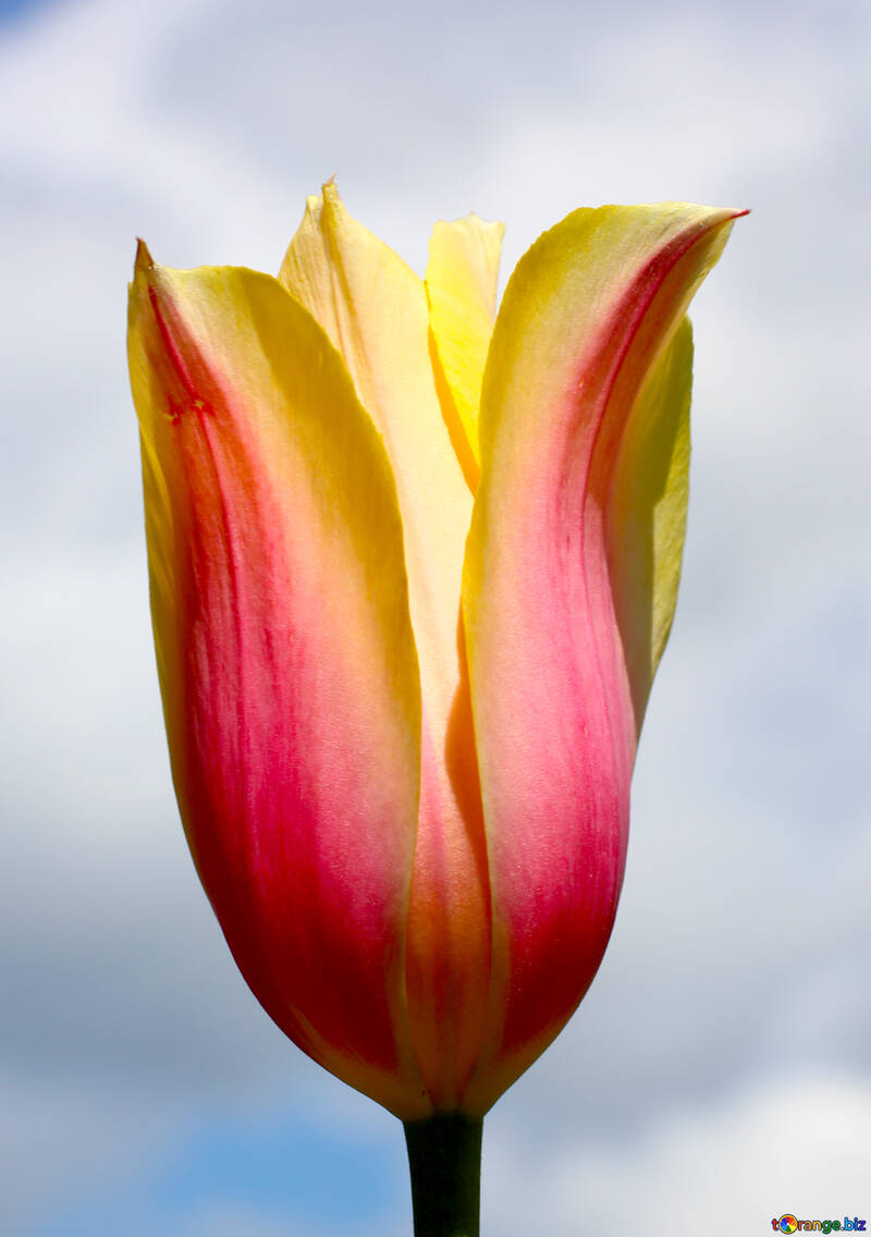 Tulip №37706