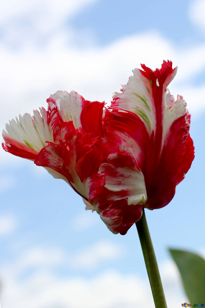 Belle tulipe №37683