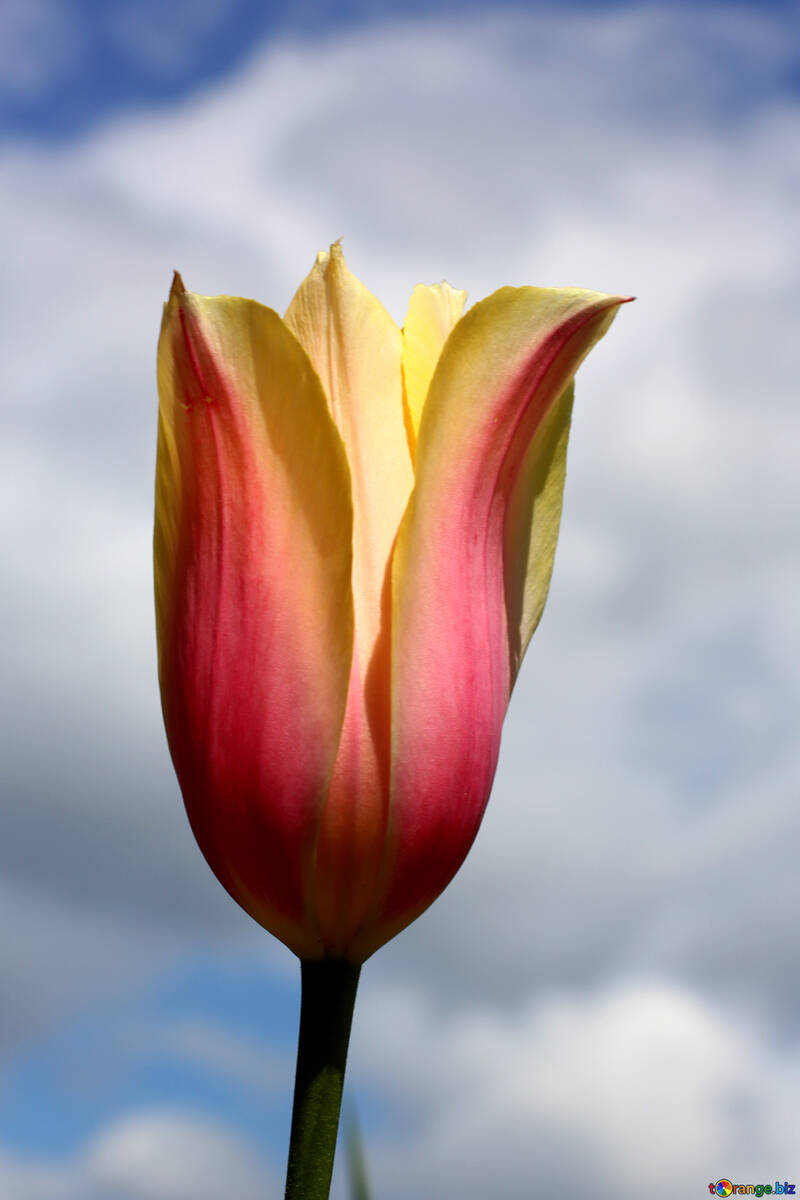 Beautiful Tulip №37705