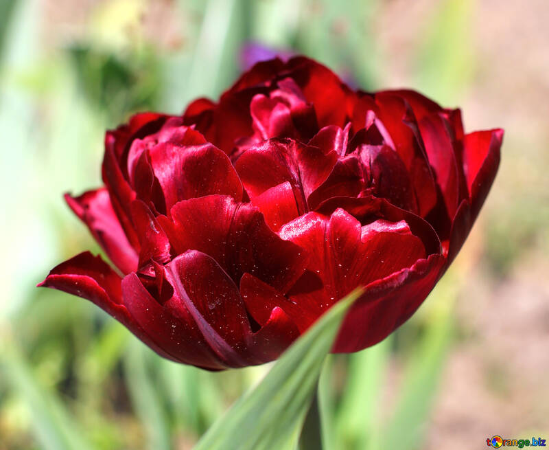 Tulipán rojo hermoso №37703