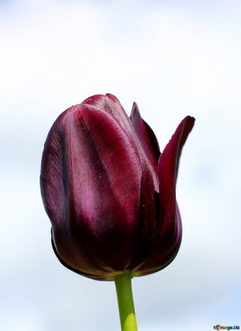 Tulip oscuro №37700