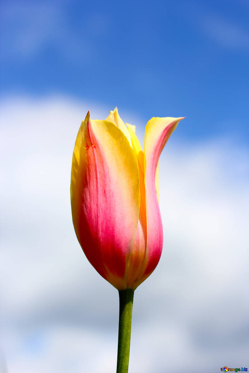 Blume Tulpe №37707