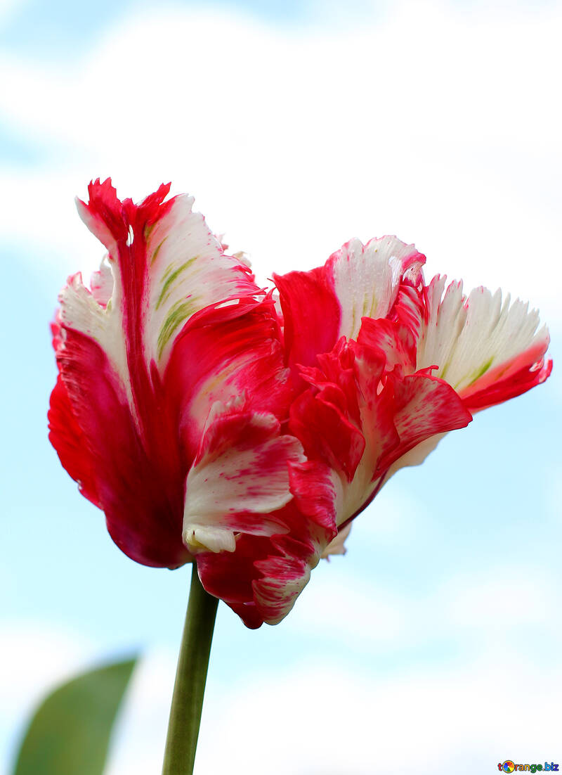 Tulip encantadora №37684