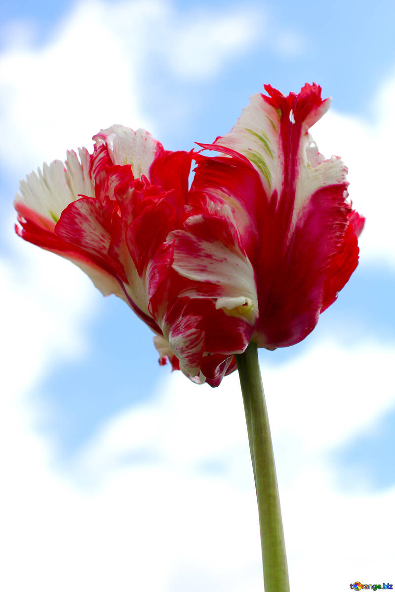 Tulipe multicolore №37682