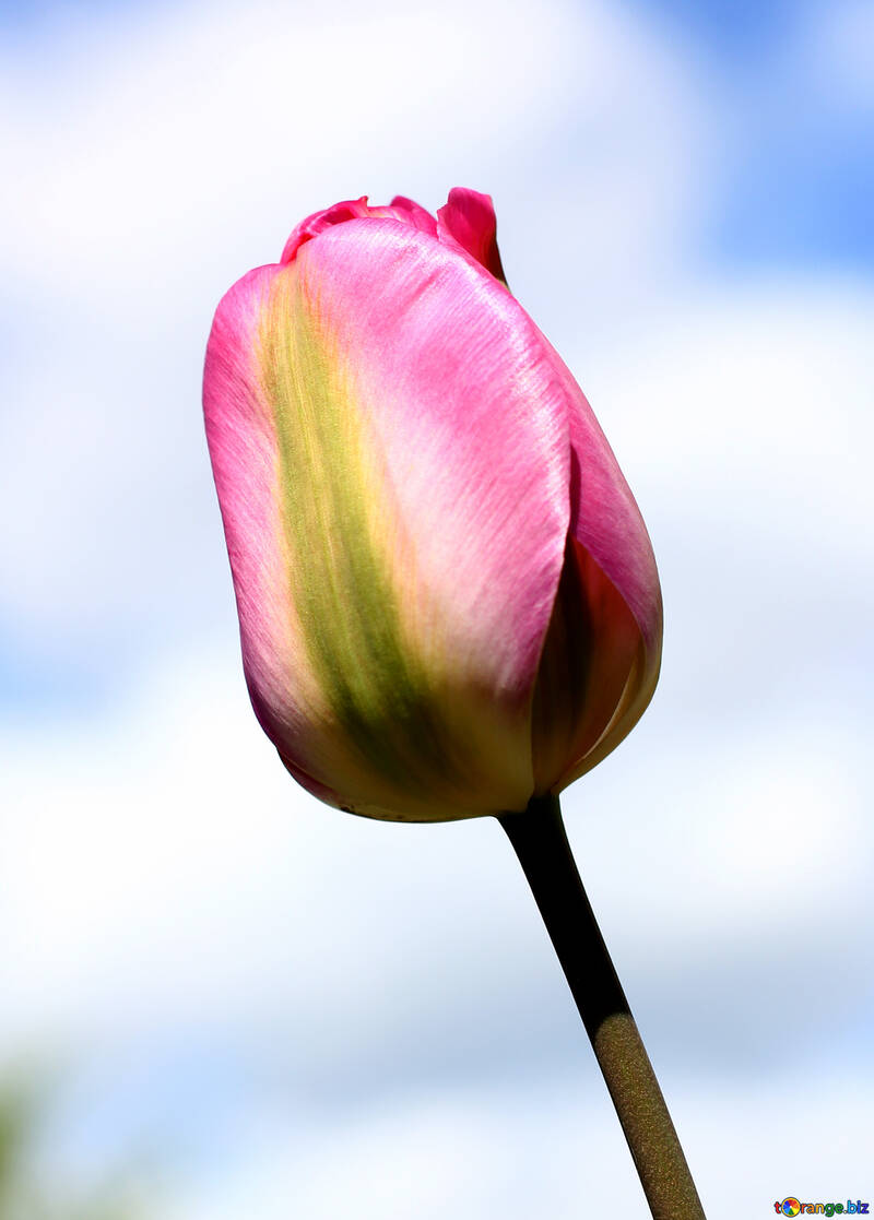 Tulpe im Himmel Hintergrund №37701